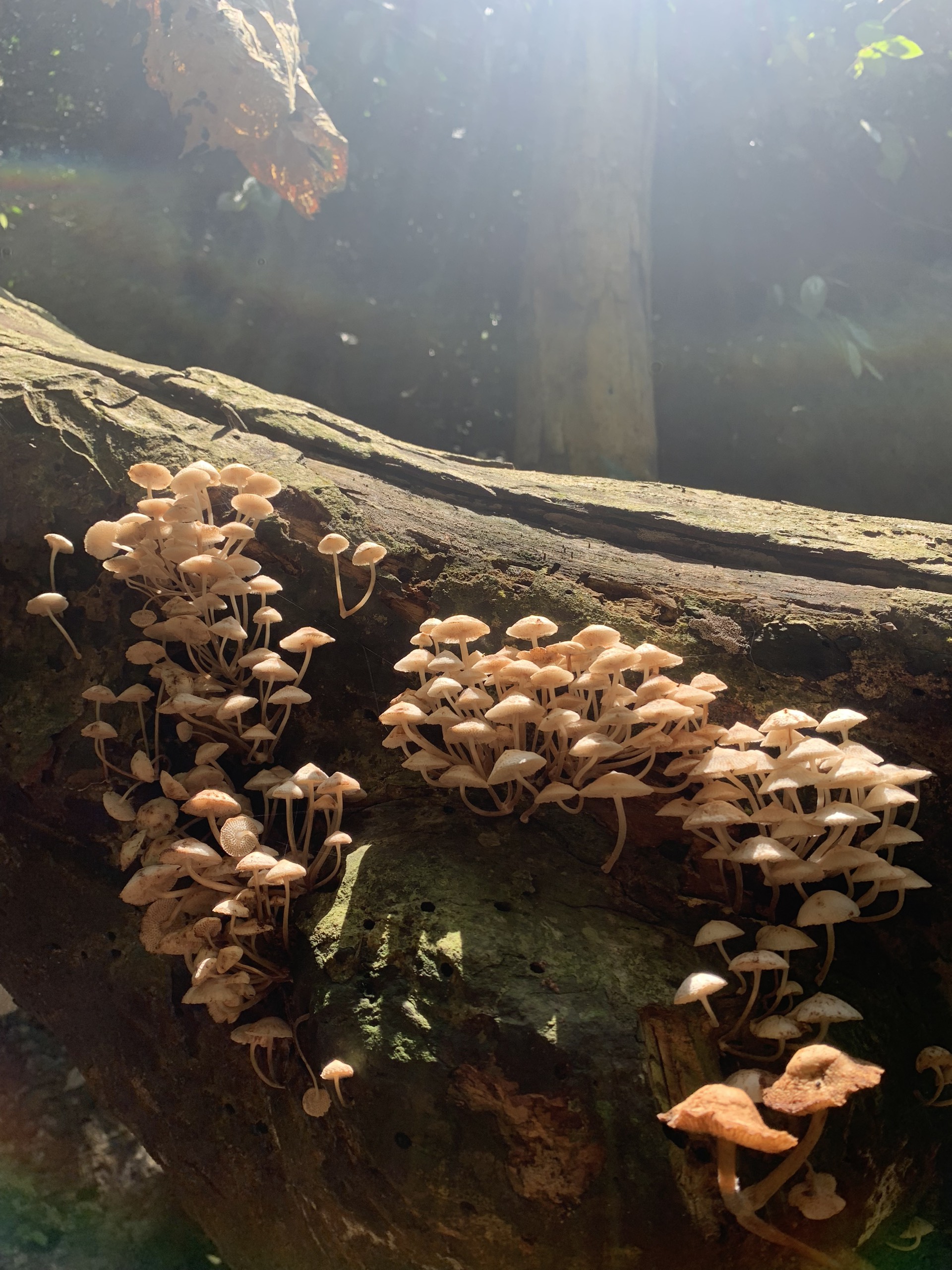 Jungle trek through Cat Ba National Park